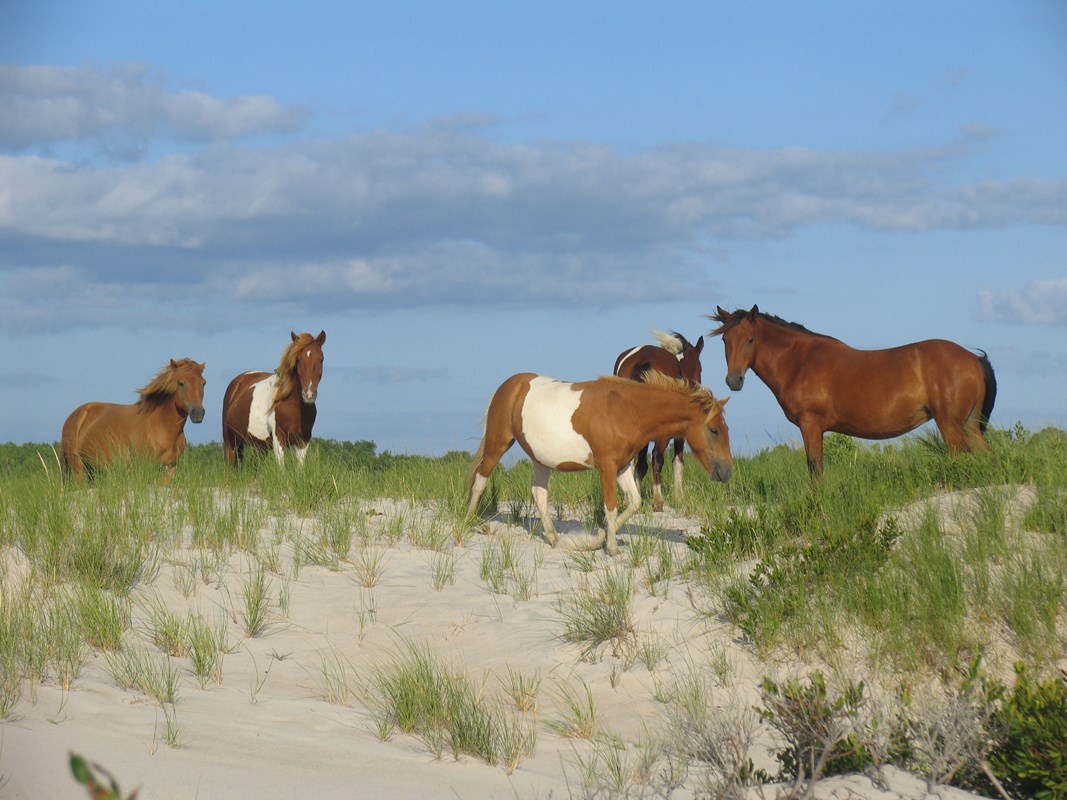 Wild horses in the dunes of Assateague Island